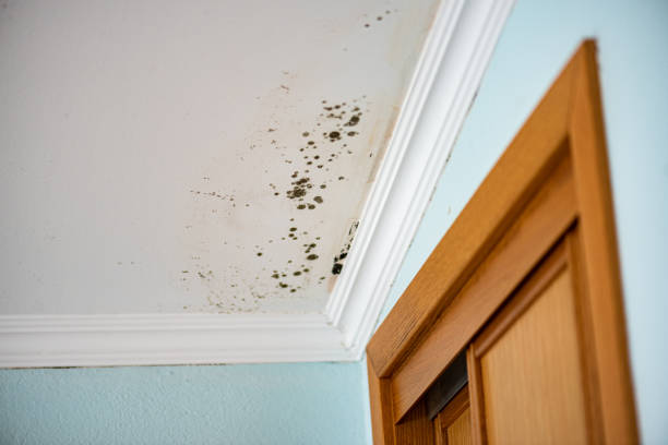 Best Same-Day Mold Removal  in Lake Lure, NC