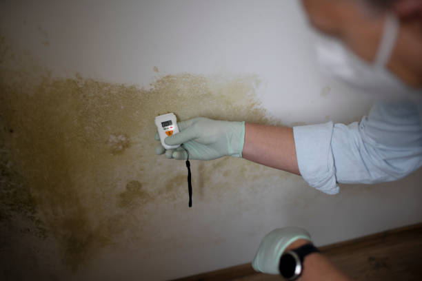 Best Mold Testing and Removal  in Lake Lure, NC