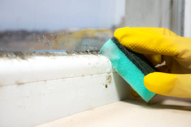 Best Home Mold Removal  in Lake Lure, NC