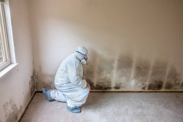 Best Attic Mold Removal  in Lake Lure, NC
