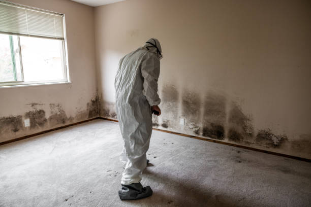 Best Black Mold Removal  in Lake Lure, NC