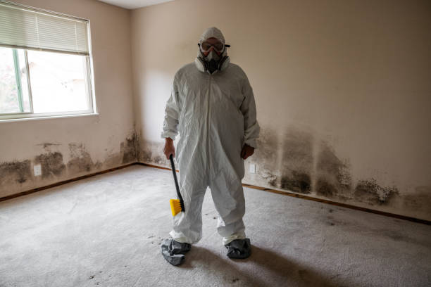 Best Professional Mold Removal  in Lake Lure, NC