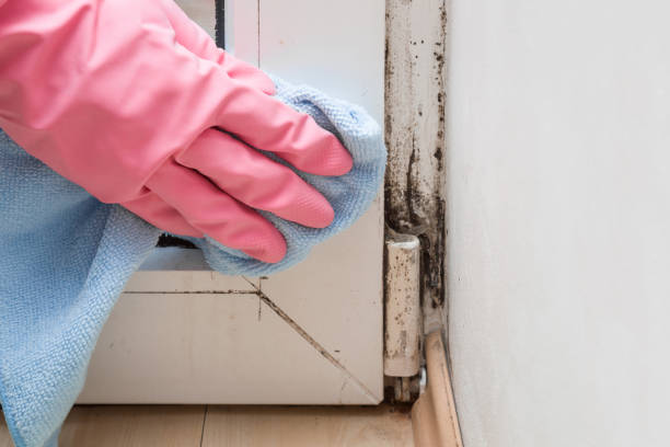 Best Residential Mold Removal  in Lake Lure, NC